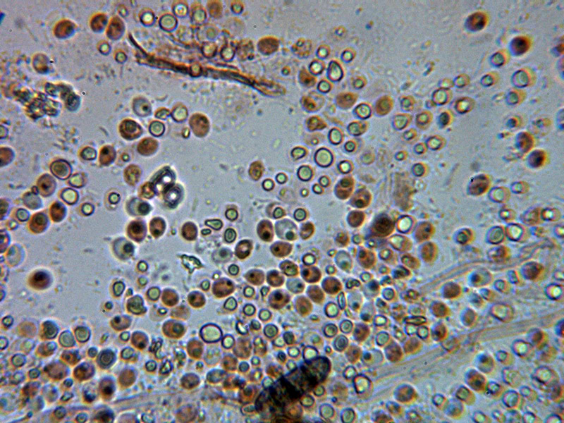 Corticial hydnoide para identificar. (Hyphodontia spathulata)